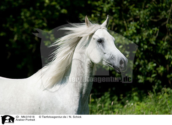 Araber Portrait / arabian horse portrait / NN-01618