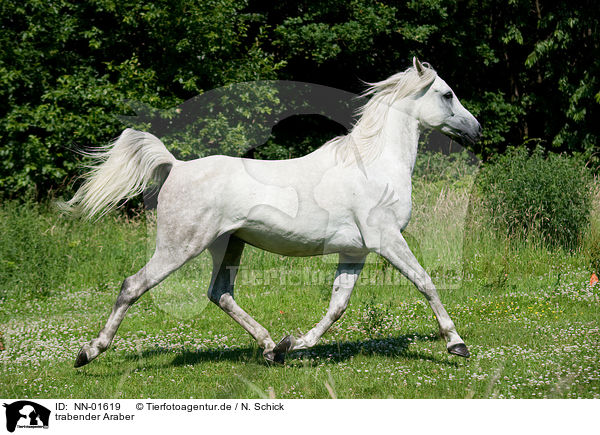 trabender Araber / trotting arabian horse / NN-01619