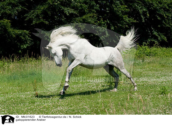 galoppierender Araber / galloping arabian horse / NN-01623