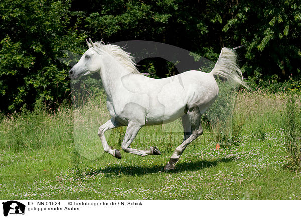 galoppierender Araber / NN-01624