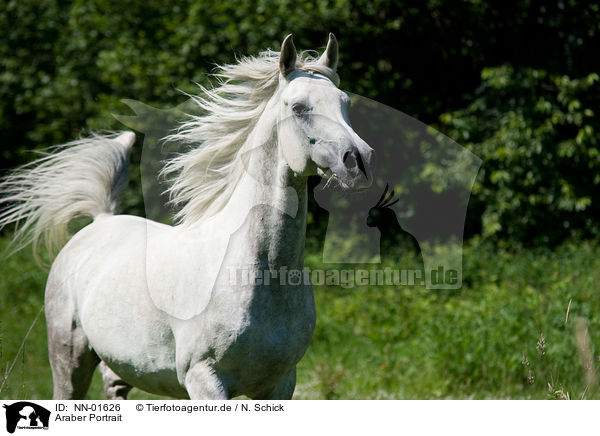 Araber Portrait / NN-01626