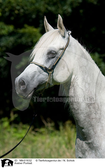 Araber Portrait / arabian horse portrait / NN-01632