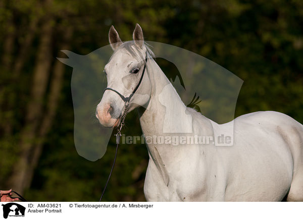 Araber Portrait / arabian horse portrait / AM-03621