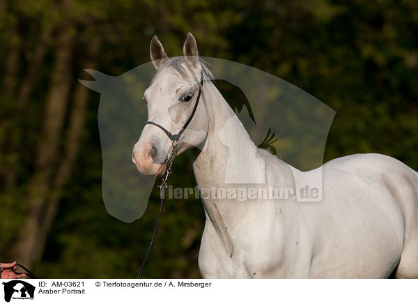 Araber Portrait / AM-03621
