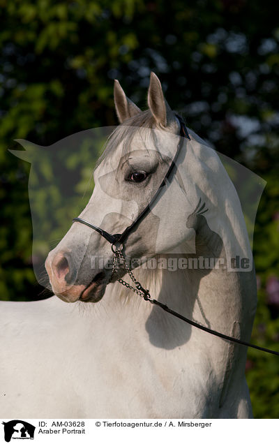 Araber Portrait / AM-03628
