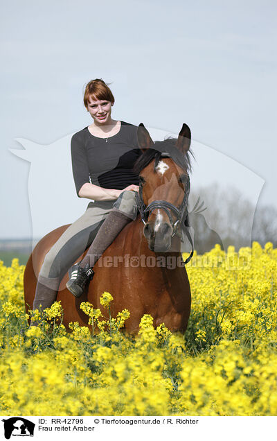 Frau reitet Araber / woman rides arabian horse / RR-42796