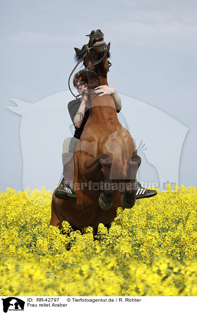 Frau reitet Araber / woman rides arabian horse / RR-42797
