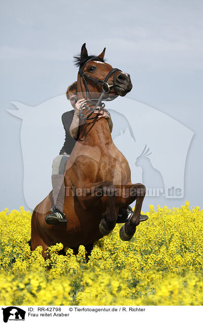 Frau reitet Araber / RR-42798