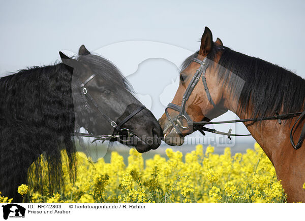 Friese und Araber / Friesian horse and arabian horse / RR-42803