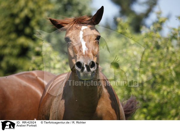 Araber Portrait / RR-42924