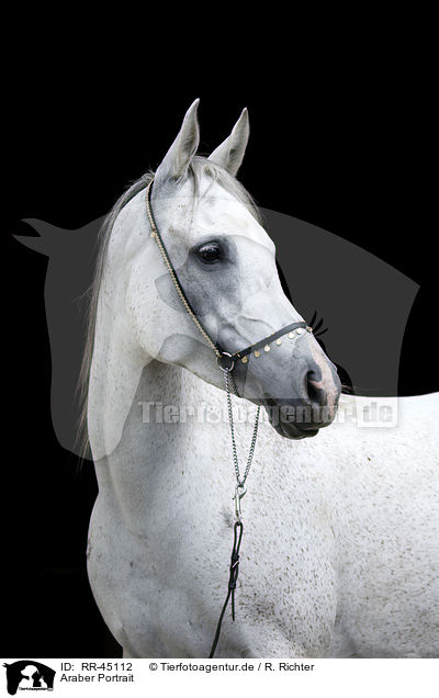 Araber Portrait / arabian horse portrait / RR-45112