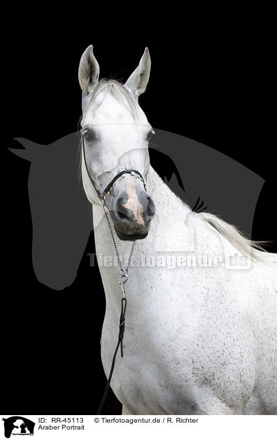 Araber Portrait / RR-45113