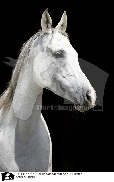Araber Portrait / arabian horse portrait / RR-45115