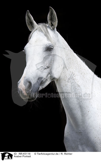Araber Portrait / RR-45116