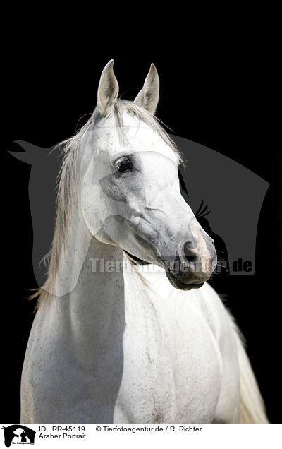 Araber Portrait / arabian horse portrait / RR-45119