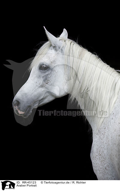Araber Portrait / RR-45123