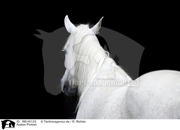 Araber Portrait / RR-45125