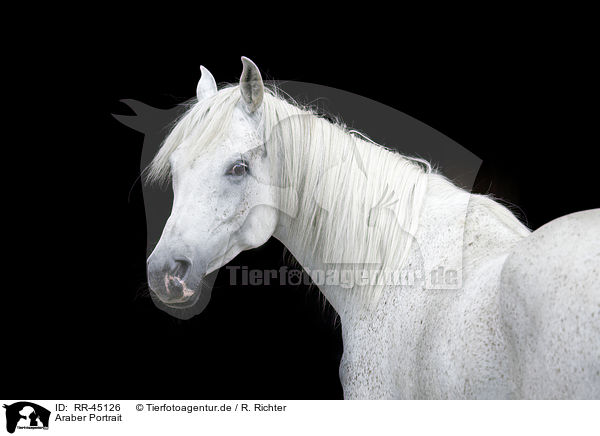 Araber Portrait / RR-45126