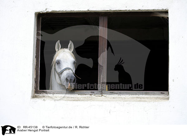 Araber Hengst Portrait / arabian horse portrait / RR-45138