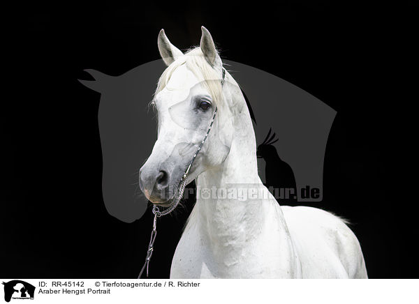 Araber Hengst Portrait / arabian horse portrait / RR-45142