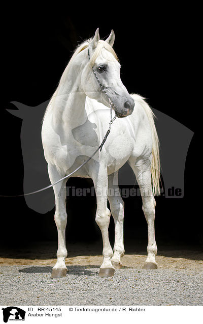Araber Hengst / arabian horse / RR-45145