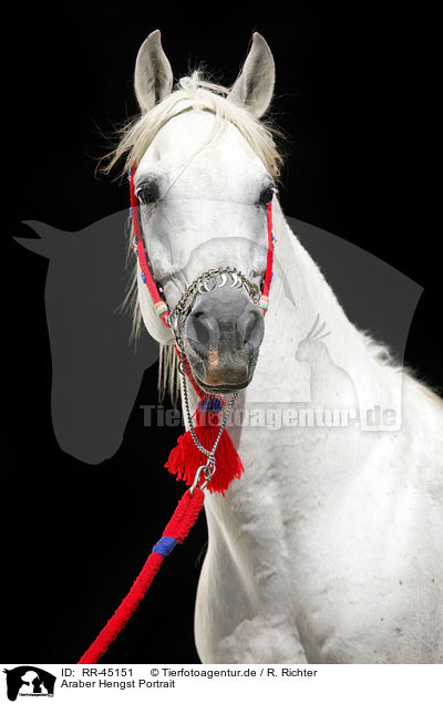 Araber Hengst Portrait / arabian horse portrait / RR-45151
