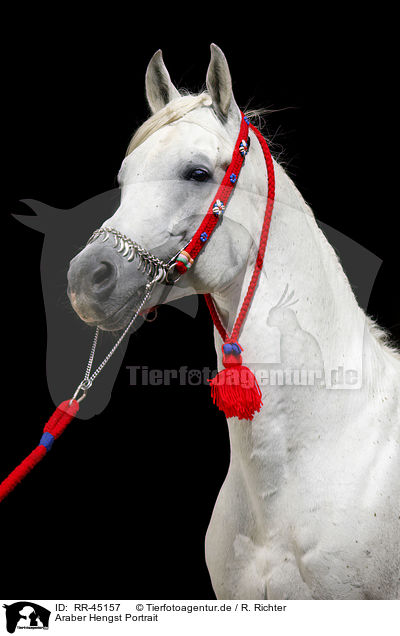 Araber Hengst Portrait / arabian horse portrait / RR-45157