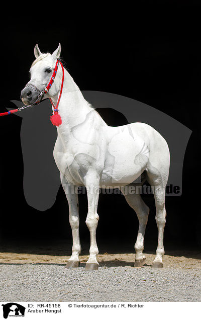 Araber Hengst / arabian horse / RR-45158