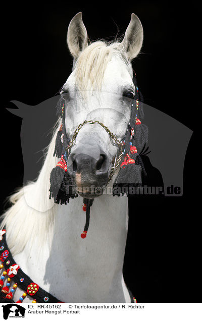 Araber Hengst Portrait / arabian horse portrait / RR-45162