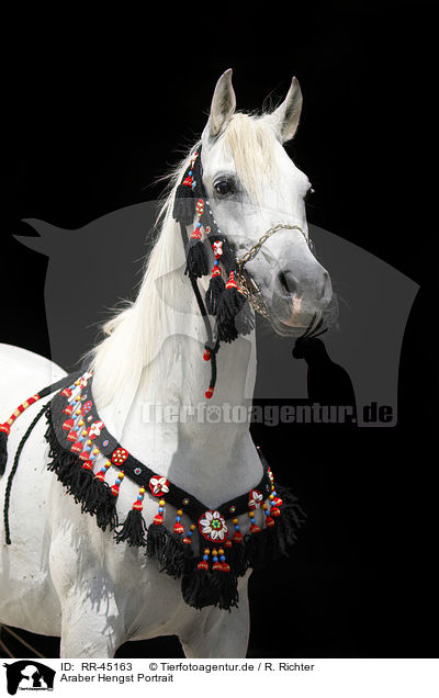 Araber Hengst Portrait / arabian horse portrait / RR-45163