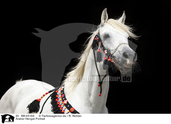 Araber Hengst Portrait / arabian horse portrait / RR-45164