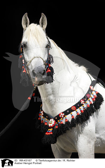 Araber Hengst Portrait / arabian horse portrait / RR-45167
