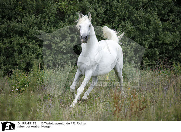 trabender Araber Hengst / trotting arabian horse / RR-45173