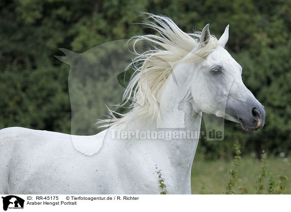 Araber Hengst Portrait / arabian horse portrait / RR-45175