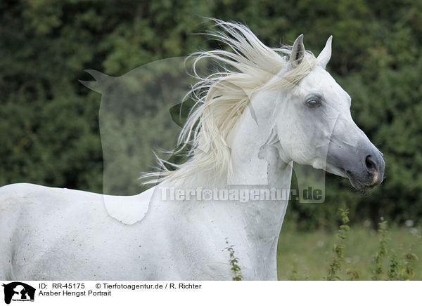 Araber Hengst Portrait / RR-45175