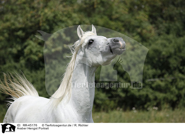 Araber Hengst Portrait / arabian horse portrait / RR-45176