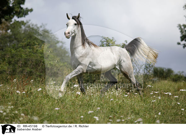 trabender Araber / trotting arabian horse / RR-45198