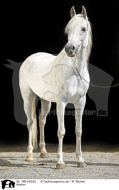 Araber / arabian horse / RR-45222