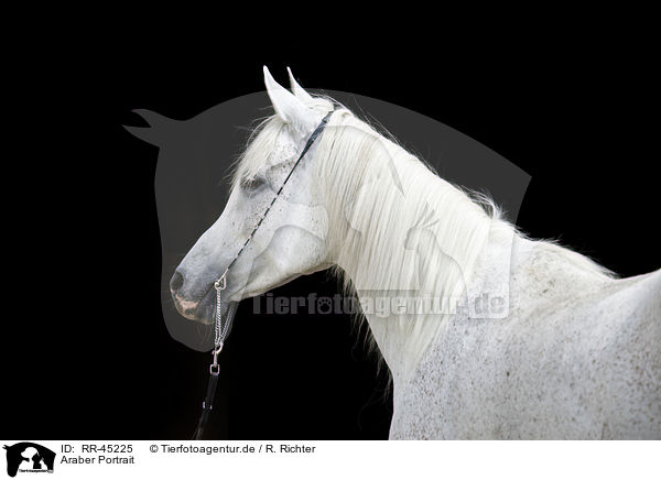 Araber Portrait / arabian horse portrait / RR-45225