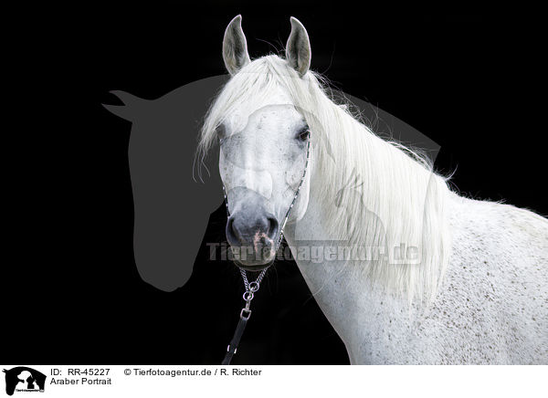 Araber Portrait / arabian horse portrait / RR-45227