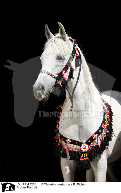 Araber Portrait / arabian horse portrait / RR-45231