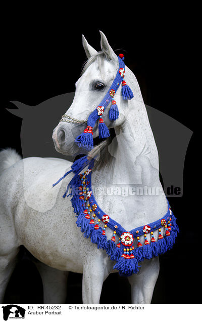Araber Portrait / arabian horse portrait / RR-45232