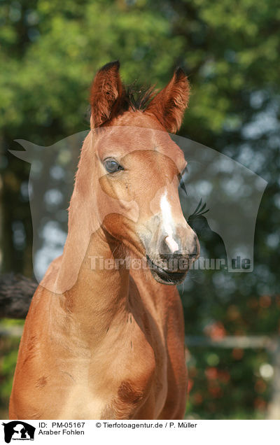 Araber Fohlen / PM-05167