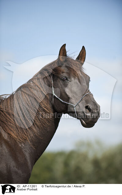 Araber Portrait / arabian horse portrait / AP-11261