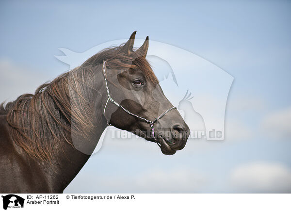 Araber Portrait / AP-11262