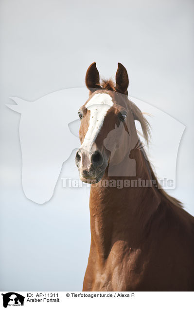 Araber Portrait / AP-11311