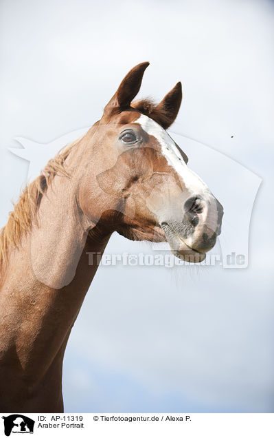 Araber Portrait / AP-11319