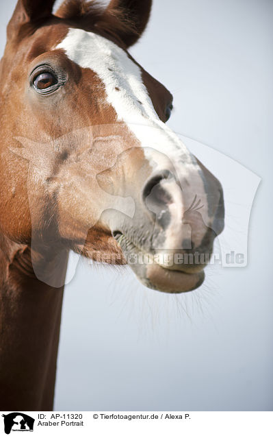 Araber Portrait / AP-11320