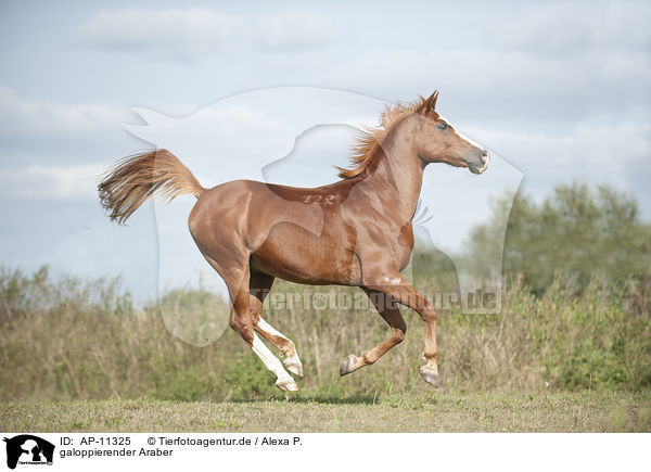galoppierender Araber / AP-11325