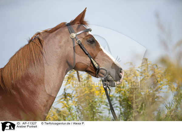 Araber Portrait / AP-11327